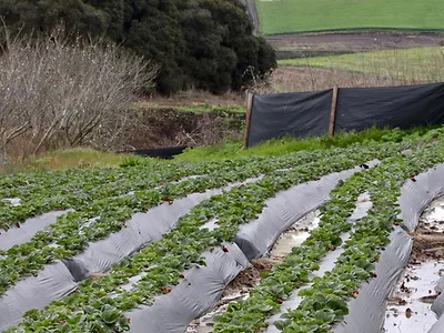 Straberry_field_natural_habitat_UC_Davis.jpg