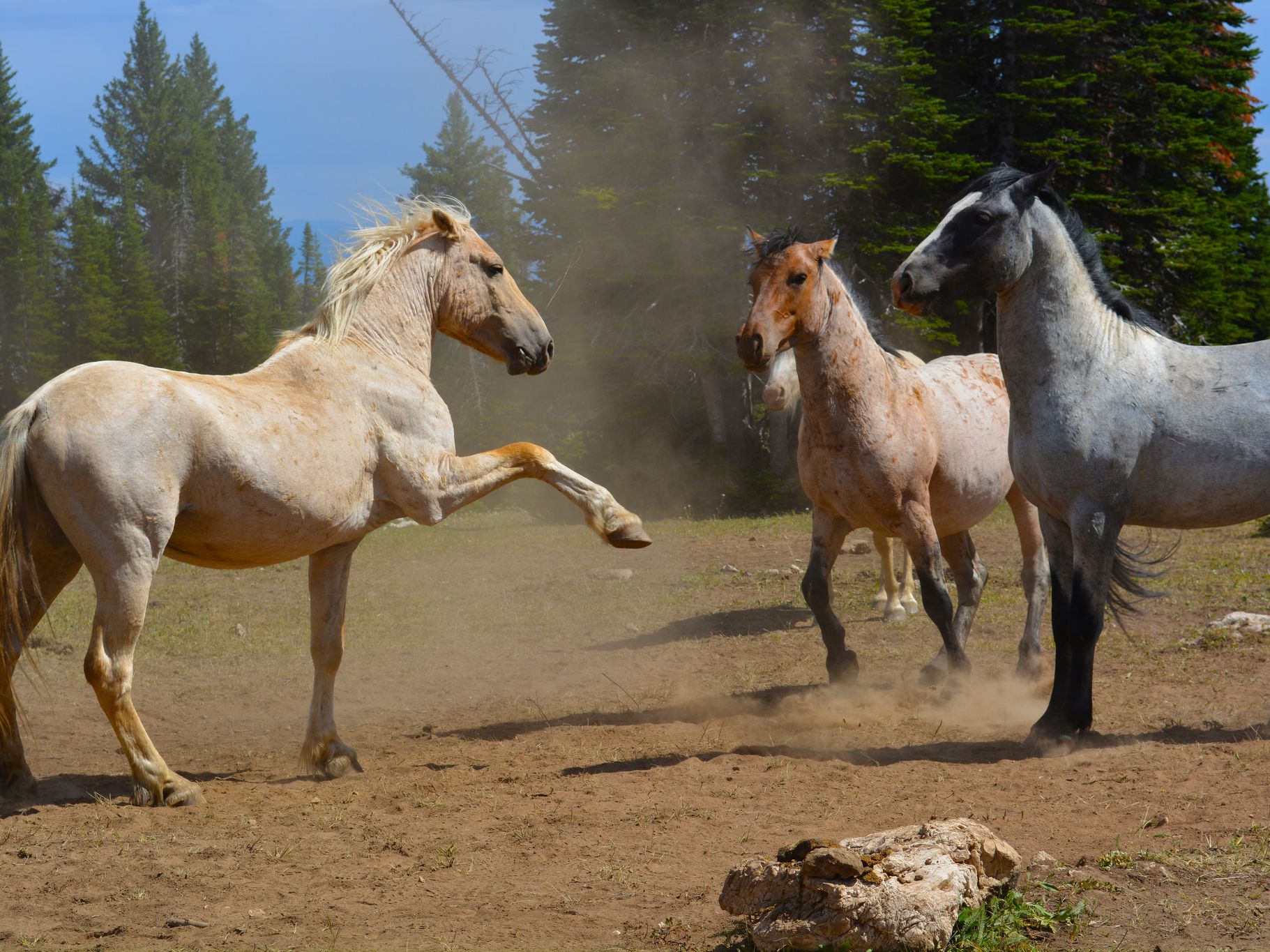 Wild horses, endangered or invasive? | 2018-04-17 | Agri-Pulse | Agri-Pulse  Communications, Inc.