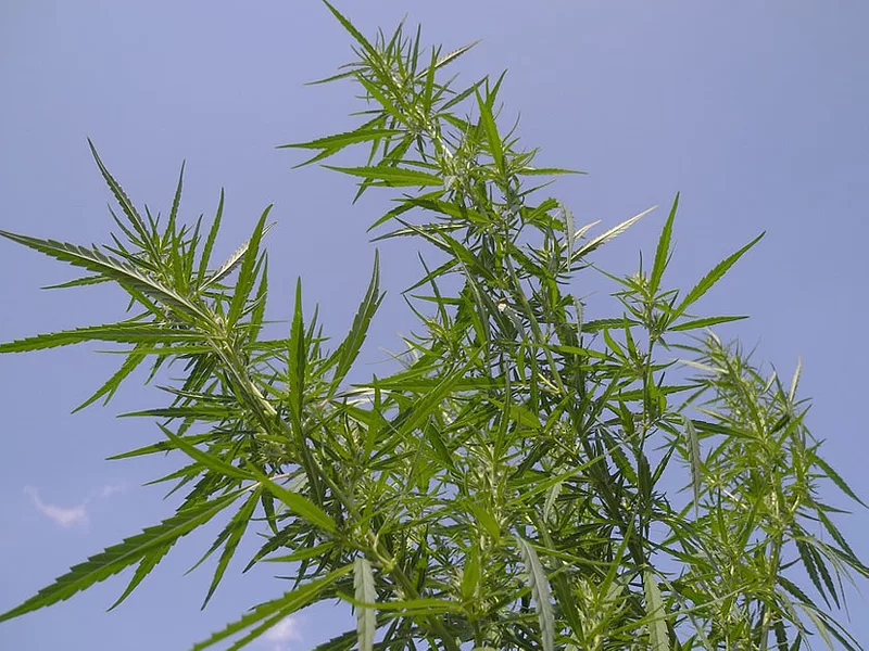 Hemp