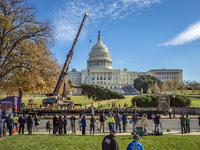 Capitol Christmas Tree