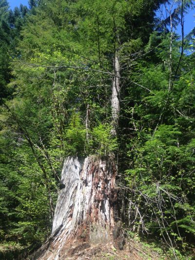 Willamette NF stump