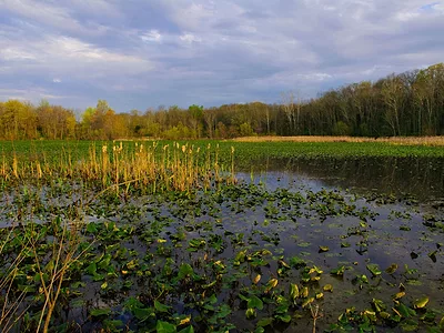 Chesapeake Bay wetland