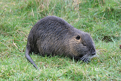 Nutria