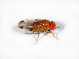 Spotted Wing Drosophila