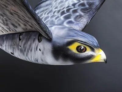 Robird