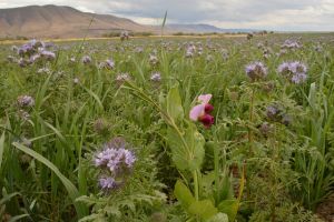 cover crops Oregon