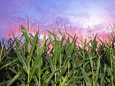 corn at sunset
