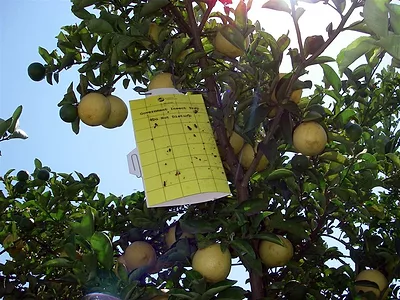 Psyllid Trap