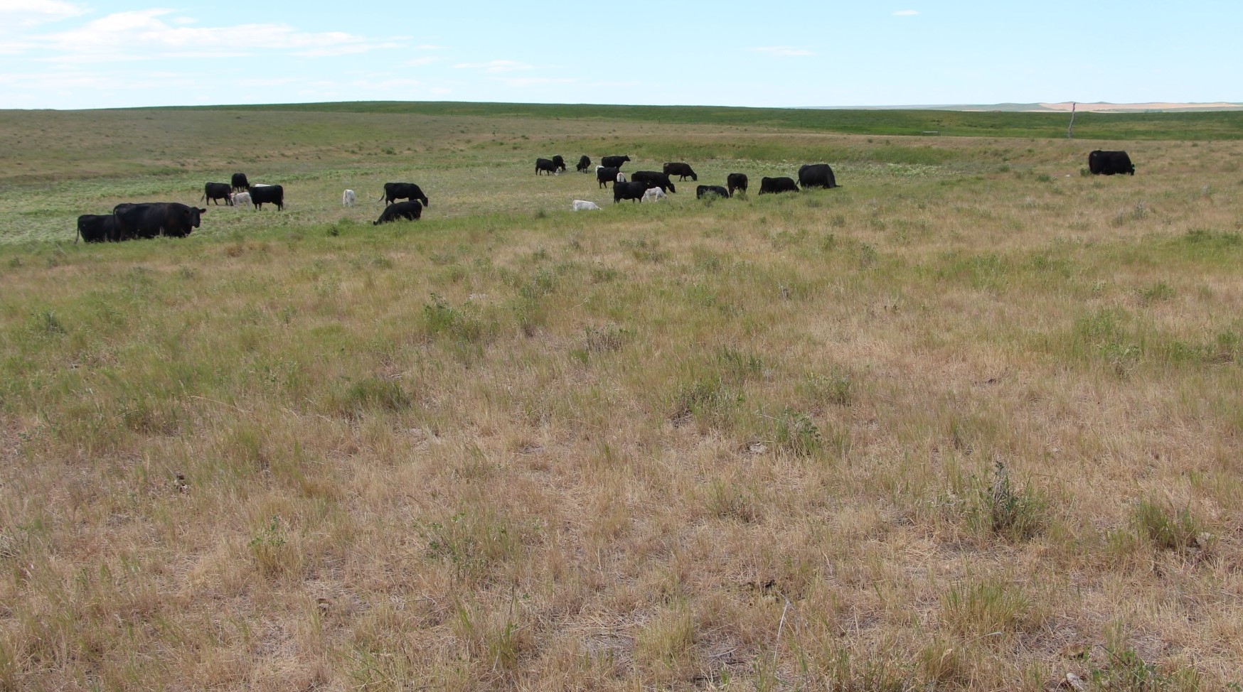 Cows grazing