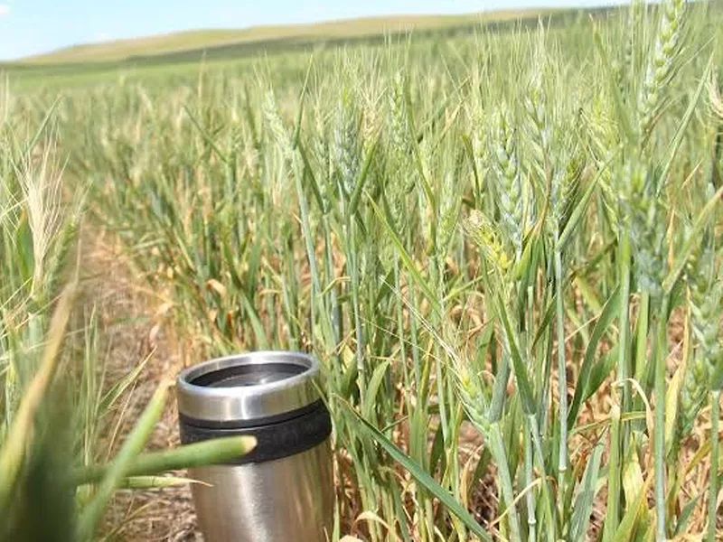Stunted wheat