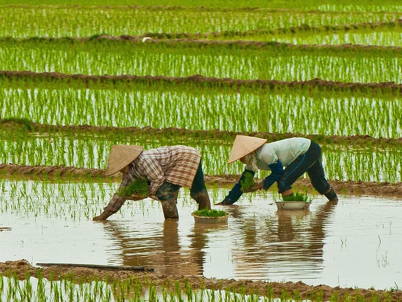 Vietnamese Rice 836