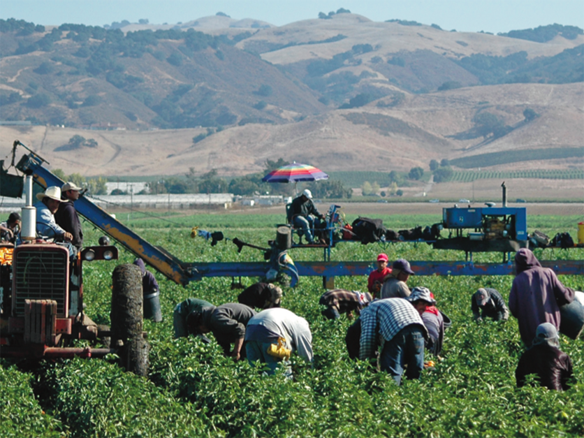 Farm Field Workers