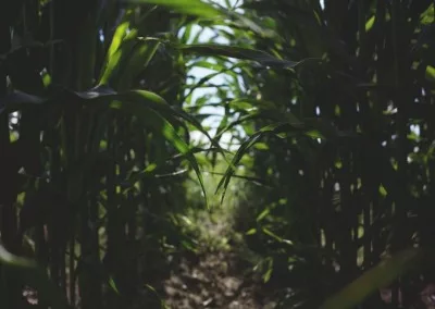 corn