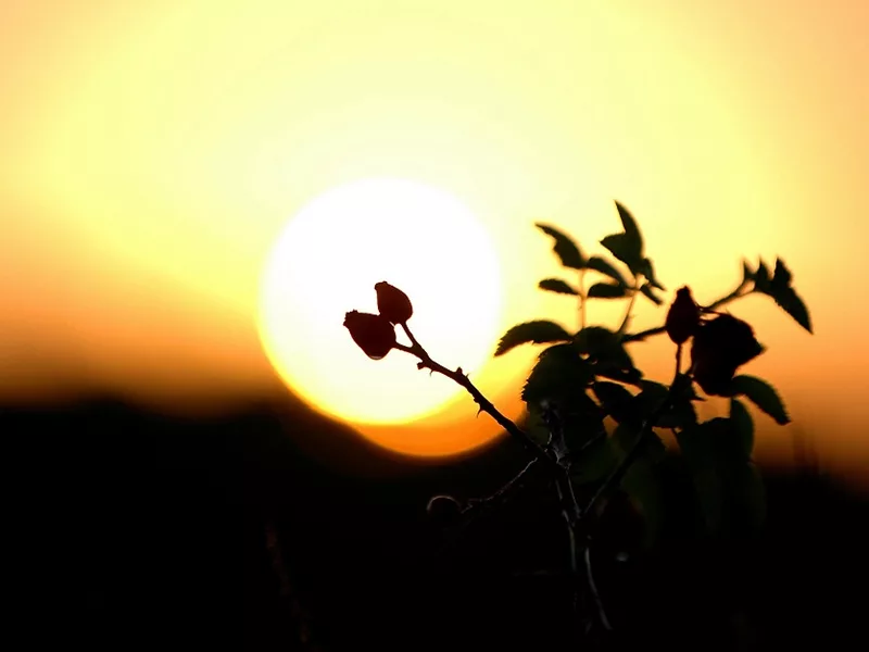 Daybreak-plant-836
