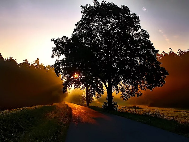 Daybreak-tree-836