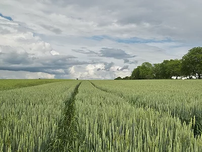 Wheat
