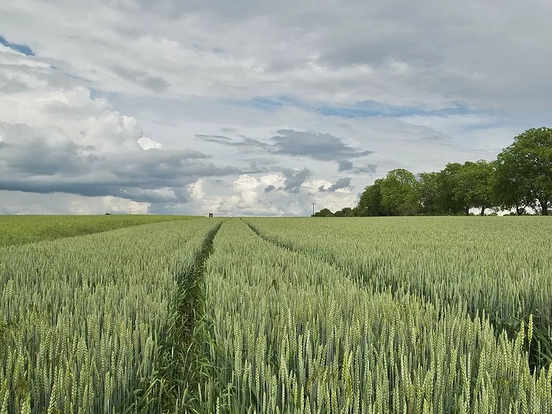 Wheat-836