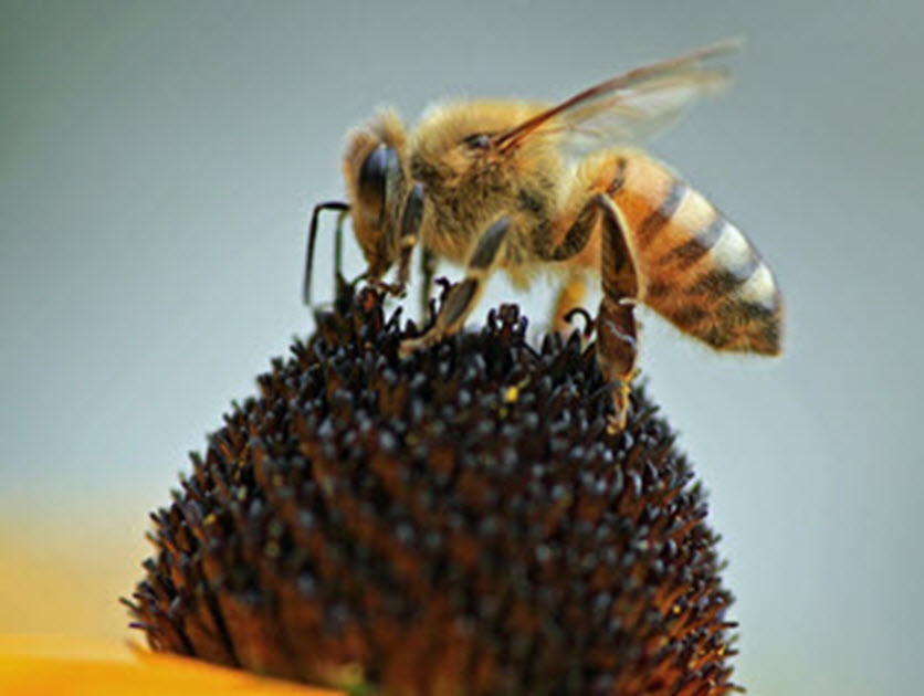 Bee_Pollinator