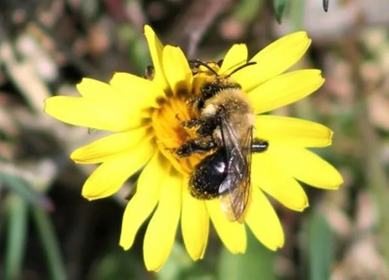 bee flower 836x627