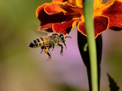 bee flying