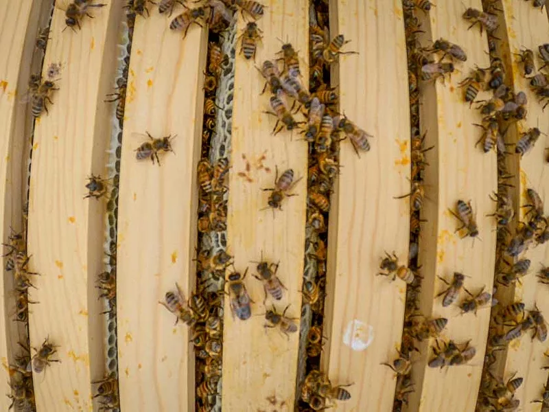 Honey bees in a hive