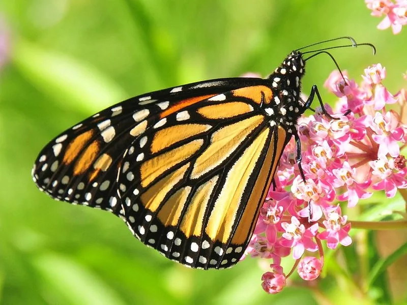 monarch butterfly