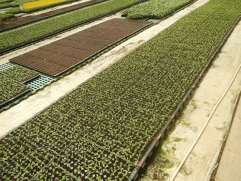 plants and soil