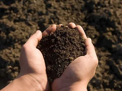 Soil in hand