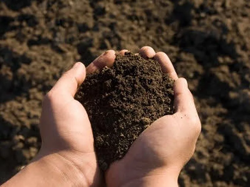 Soil in hand
