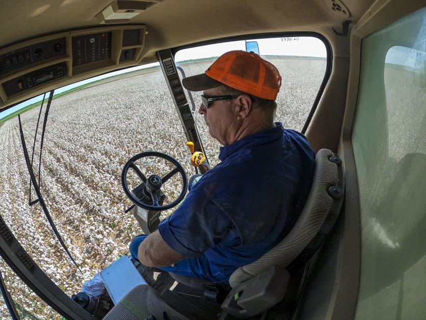 Farmer harvesting cotton