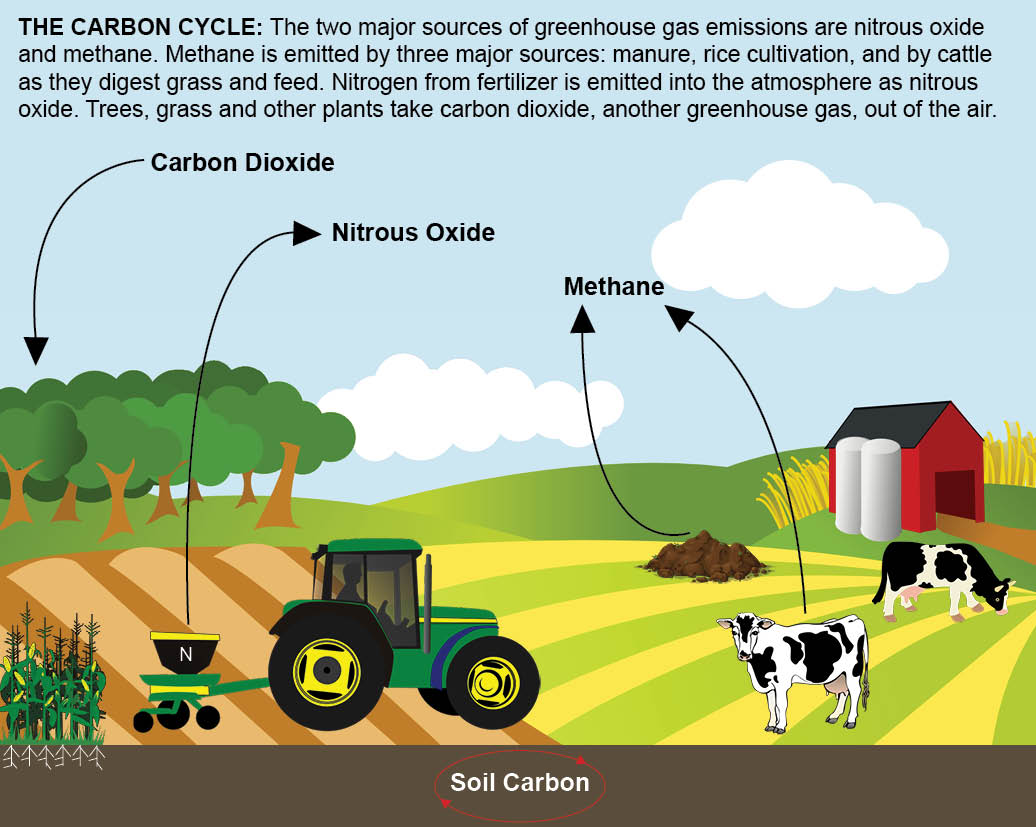 Carbon cycle