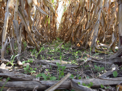 Cover crops