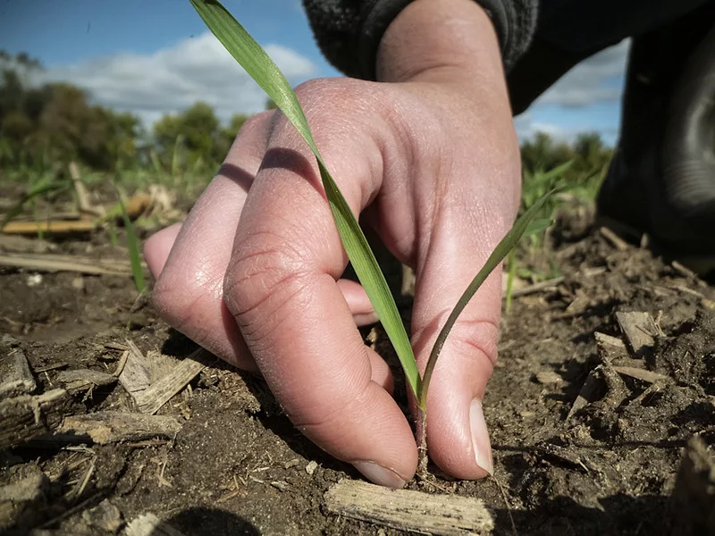 Sustainability plant