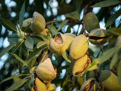 AlmondGrove_California.jpg