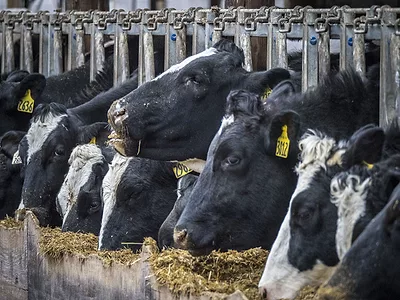 DairyCowsEatingAtFeedBunk.jpg