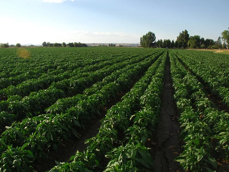 USDA-Bell Peppers.jpg