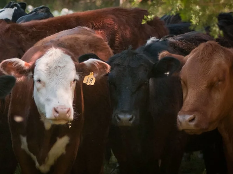 USDA-cattle.jpg