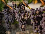 Wine Grapes.jpg