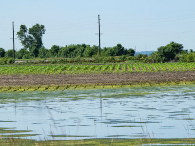 2019 flooded crop field