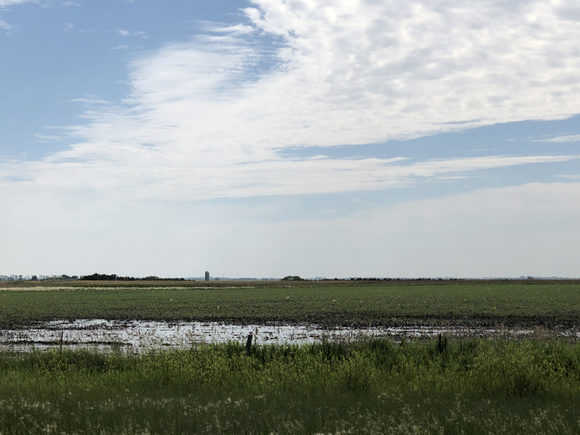 2019 flooded crop field