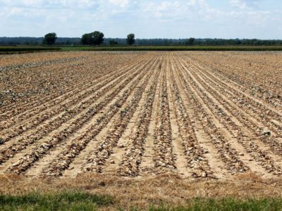 drought-stricken field climate change