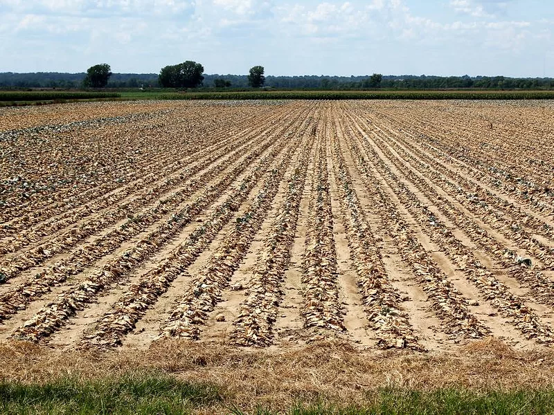drought-stricken field climate change