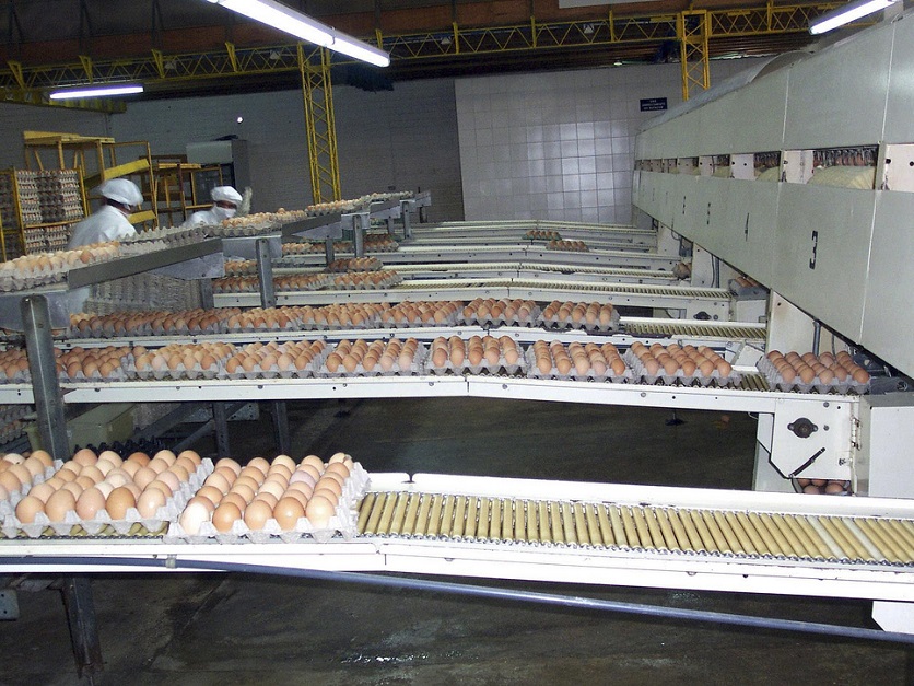 eggs conveyor belt