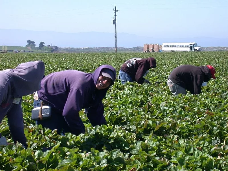 farm labor