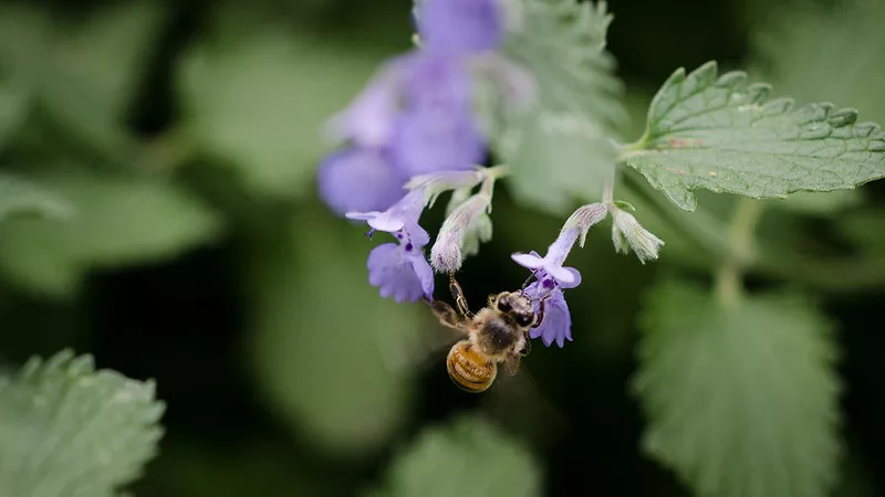 Honeybee2020