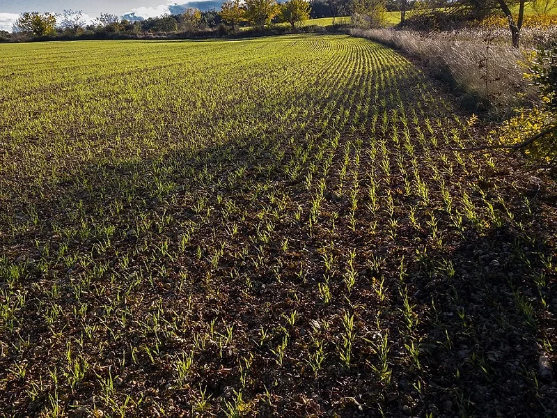 Winter-wheat-836