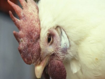 bird flu chicken