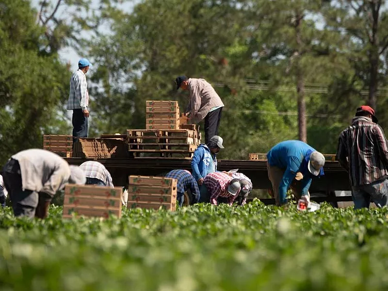 Ag labor