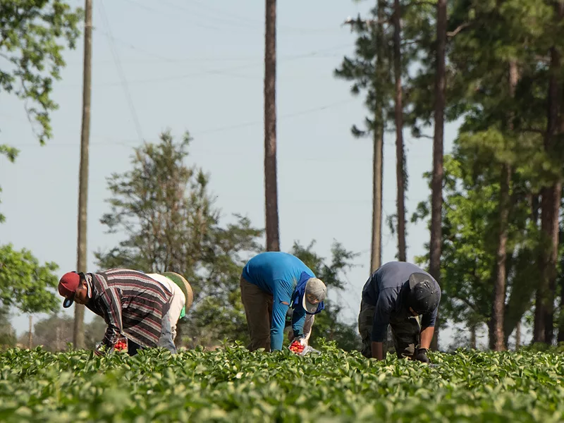 Ag labor