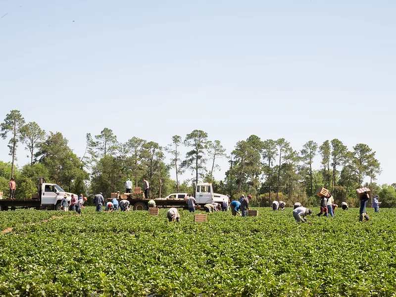 Ag labor